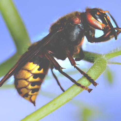 Photo #5153052