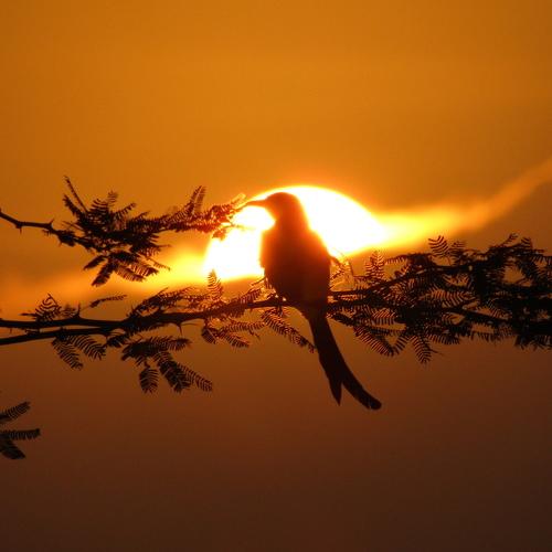 Attractive morning,Active bird.