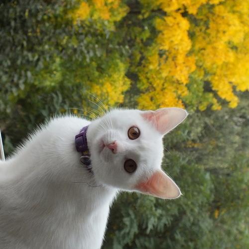 Photo #5153692
