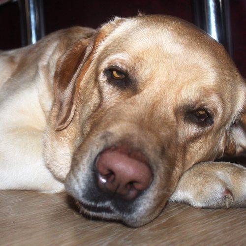 Photo #5154788