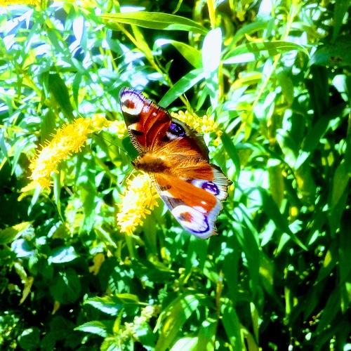 Photo #5154841