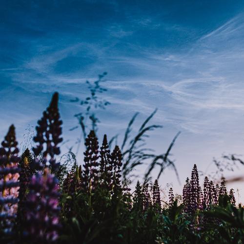 Photo #5154887