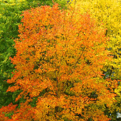 three colors of autumn