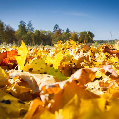 Photo #5155302