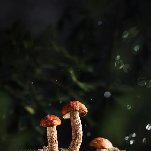 Photo #5155405