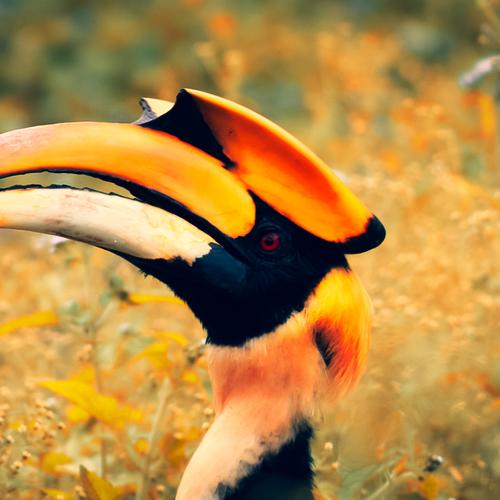 Hornbill