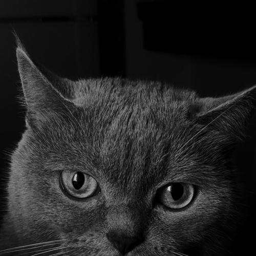 Photo #5155812