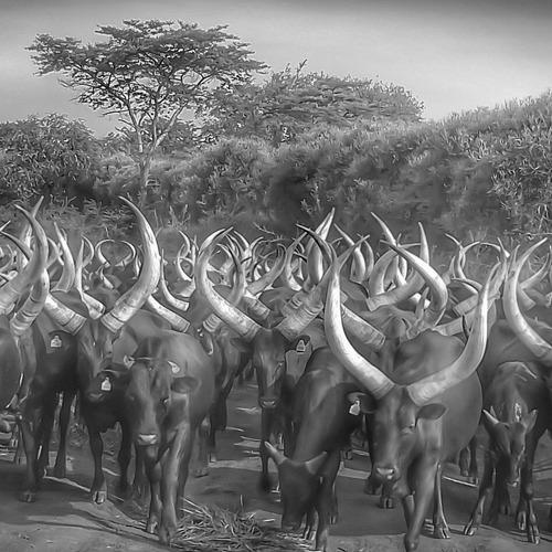 Horns