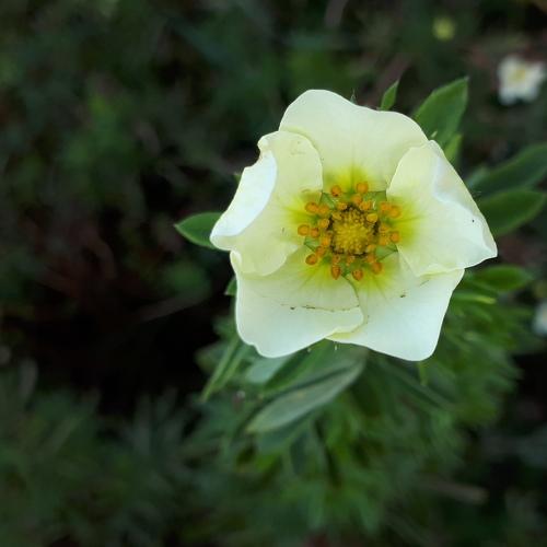 Little flower