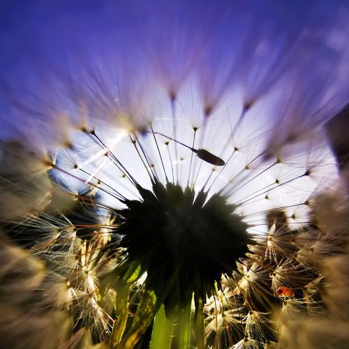 Inner dandelion light