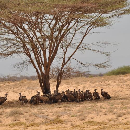 Vultures in the desert