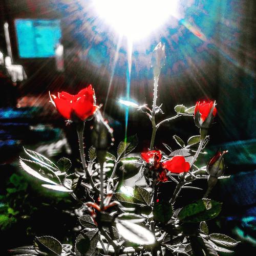 Sunrise Glory