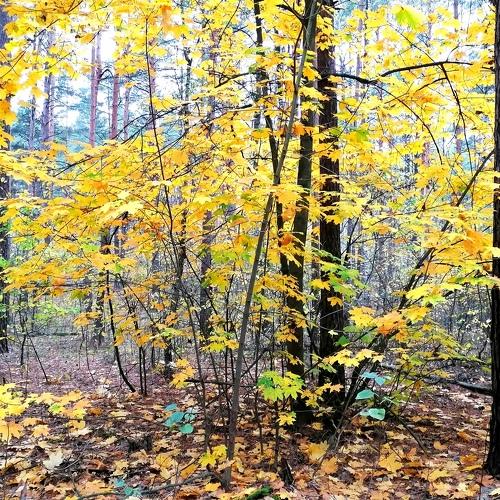 Photo #5160120