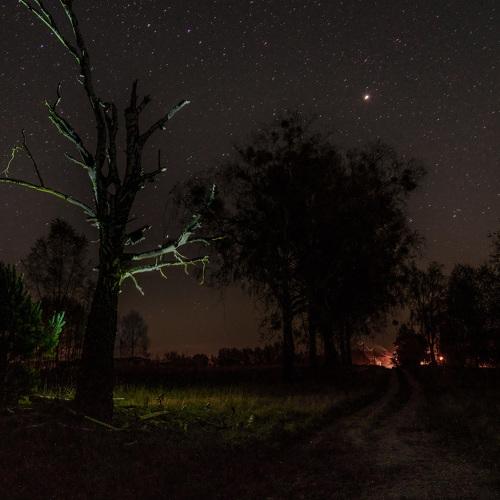 The spirit of the tree