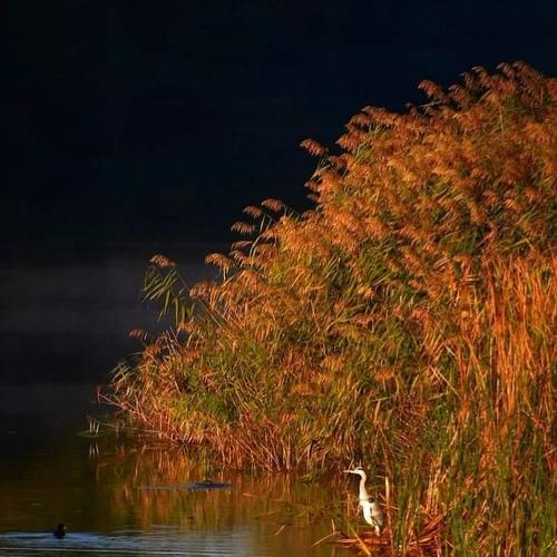 Autumn and bird
