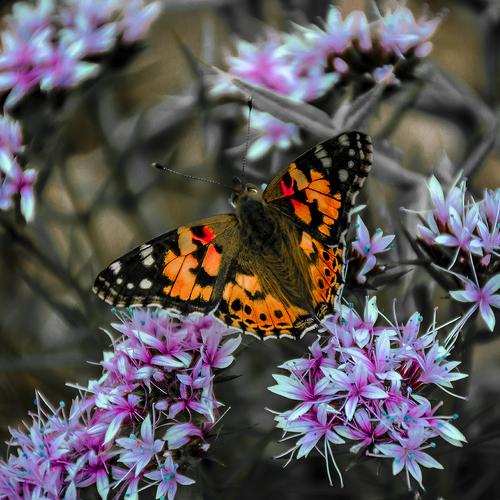 Photo #5163436