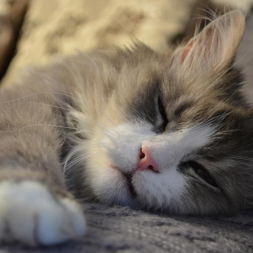 Photo #5163680