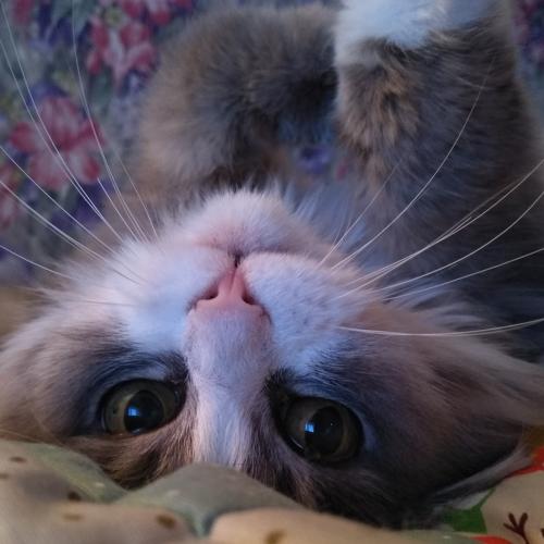 Photo #5163682