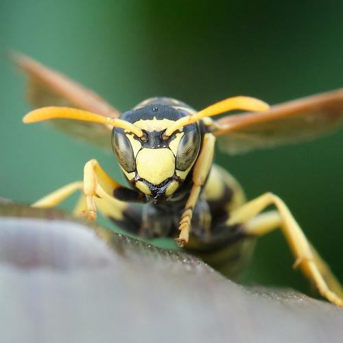 Photo #5164036