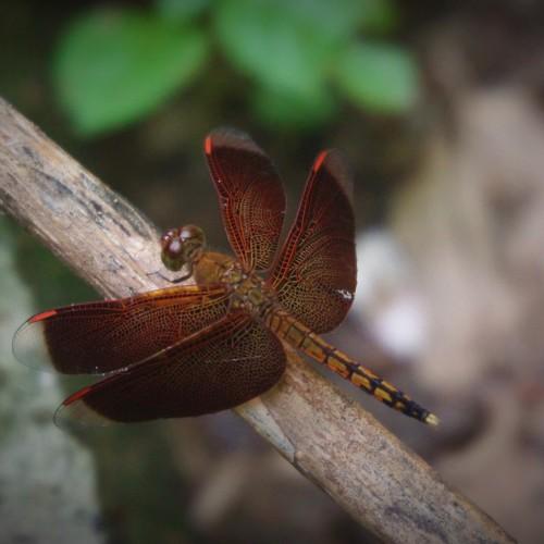 Anisoptera
