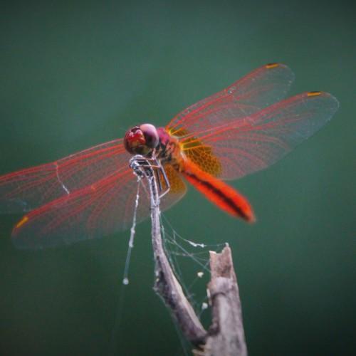 Photo #5164325
