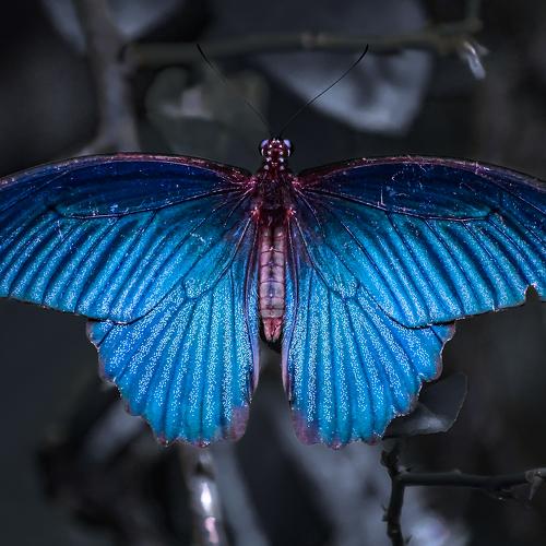 Magical Wings
