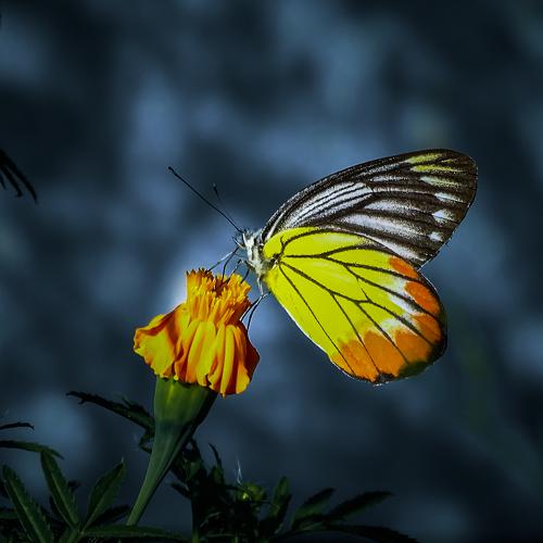 Wings of colours
