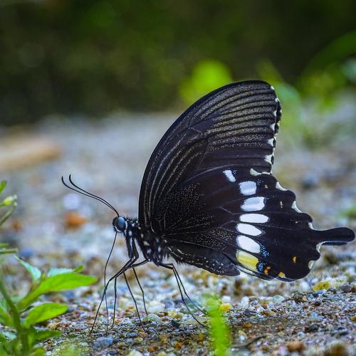 Black Beauty