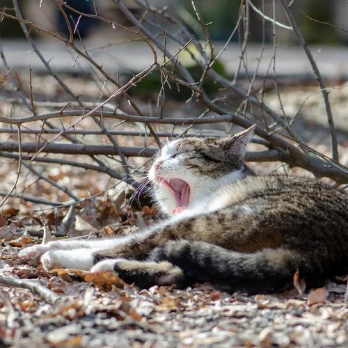 Photo #5165735