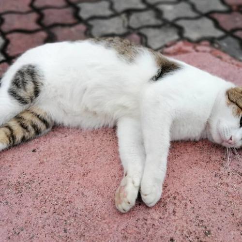Photo #5166735