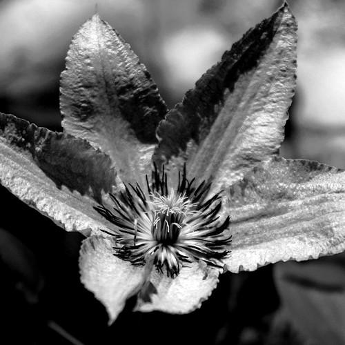 Le temps d'une floraison