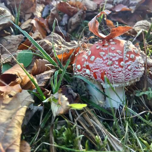 Photo #5167300