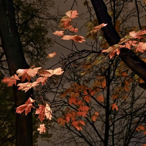 Photo #5168985
