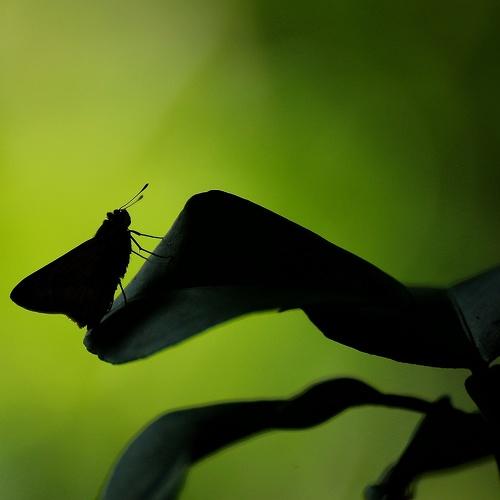 Photo #5169186