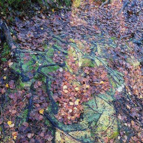 Photo #5170214