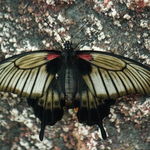 Photo #5171990