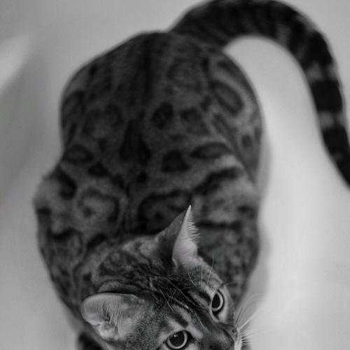 Photo #5172989