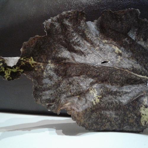 Photo #5173995