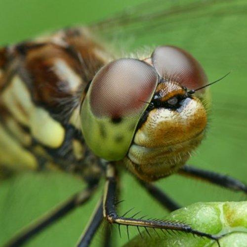 Photo #5174458