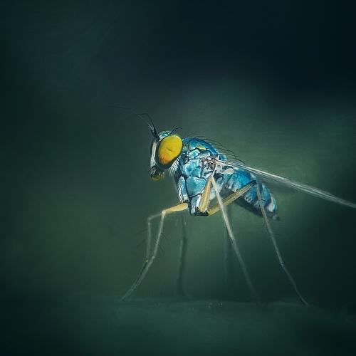 Long Legged Fly
