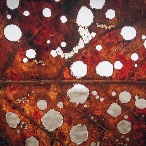 Photo #5174996