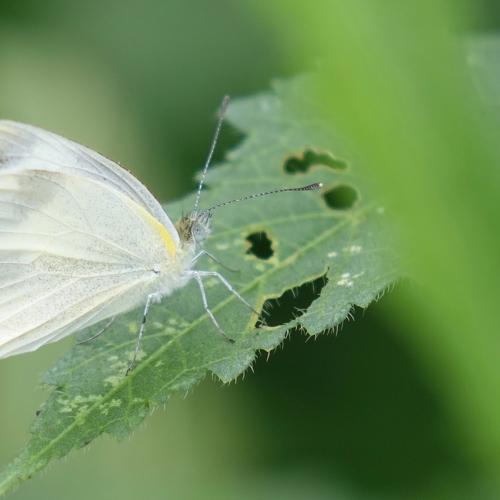 A Butterflyon on leaf