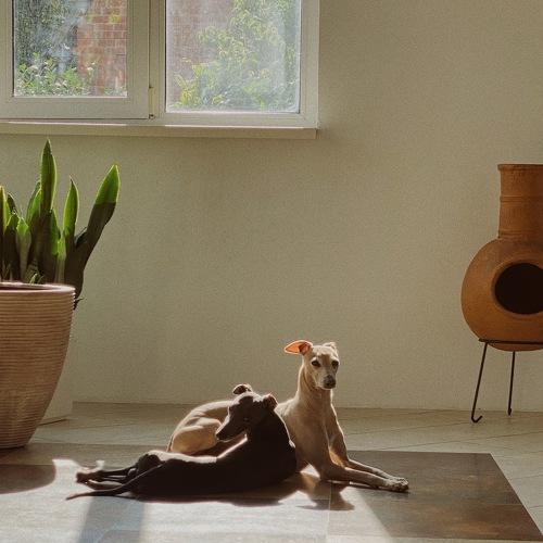 Photo #5176524