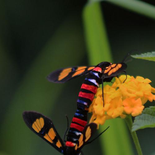Copulating Wasp Moths