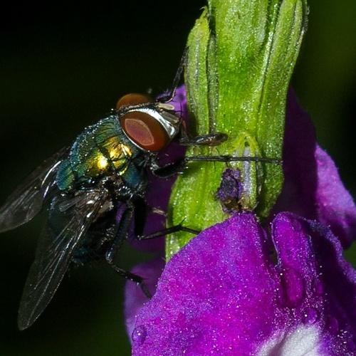 Housefly on a flower