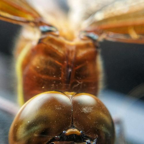 Photo #5179444