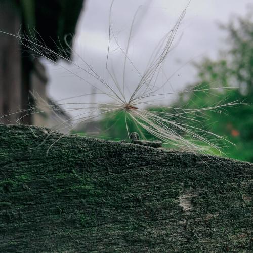 Photo #5179666