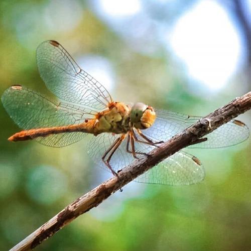 Photo #5180128