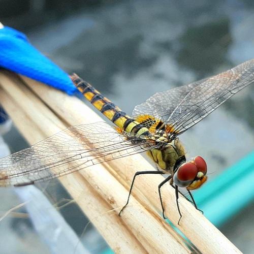 Photo #5180482