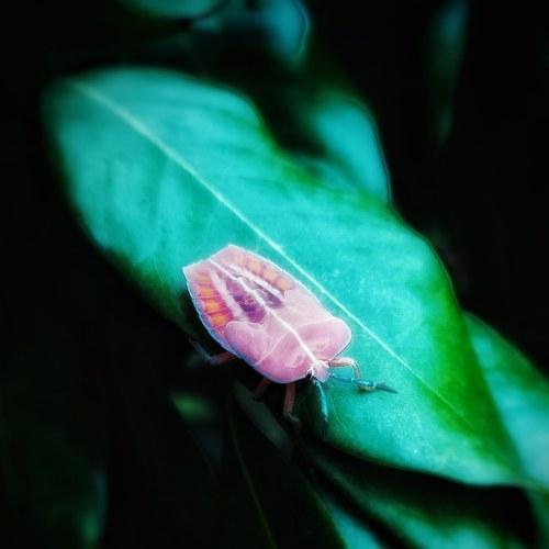 Photo #5181033